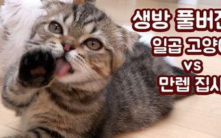 亚洲森林猫视频,神秘野性的自然画卷 亚洲森林猫视频,神秘野性的自然画卷